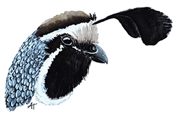 A sticker of a quail that Anna made for her patrons in September 2023.