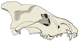 A sticker of a dire wolf skull that Anna made for her patrons in October 2023.