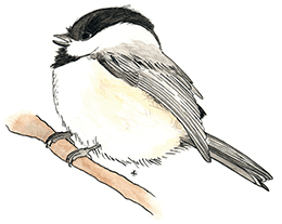 A sticker of a Chickadee singing on a branch that Anna made for her patrons in December 2023.